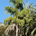 Caryota urens Leaf