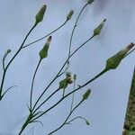 Crepis pulchra Květ