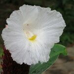 Cheilocostus speciosus Květ