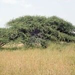 Acacia nilotica Habitus