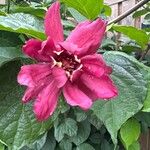 Calycanthus floridus Blüte