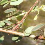 Mimosa debilis Fruit