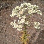 Pseudognaphalium californicum Flower