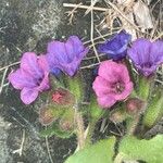 Pulmonaria officinalis Habitus