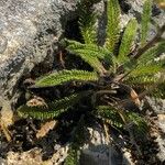 Achillea nana Frunză