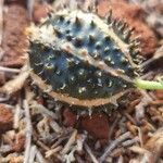 Cucumis ficifolius ഫലം