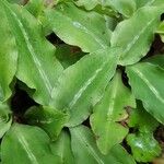 Goodyera oblongifolia Leaf