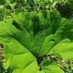 Petasites hybridus পাতা