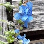 Cynoglossum amabile Λουλούδι