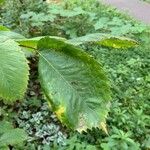 Ulmus laevis ഇല