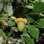 Quercus chrysolepis Meyve