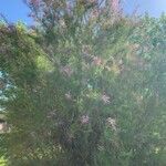 Tamarix ramosissima Квітка