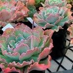 Echeveria shaviana Blad