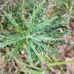 Senecio pterophorus Leaf