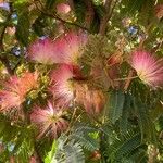 Albizia julibrissinΛουλούδι