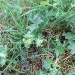 Alchemilla glaucescens Blomma