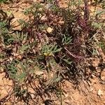 Hippocrepis ciliata Leaf