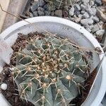 Gymnocalycium baldianum Folha