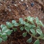 Sedum makinoi Folha