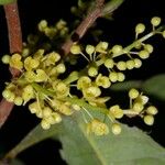 Iryanthera laevis Fruit