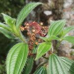 Miconia lacera Leaf