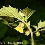 Physalis ixocarpa अन्य