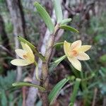 Dendrobium pectinatum Blomma