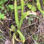 Anacamptis pyramidalis ഇല