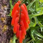 Aloe ciliaris Λουλούδι