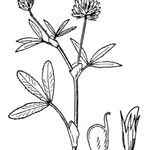 Trifolium strictum Autre