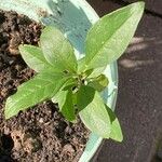 Gynura procumbens Fulla