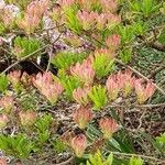 Rhododendron canadense Floro