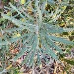 Banksia pilostylis Blad