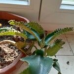 Kalanchoe daigremontiana Folha