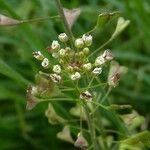 Capsella bursa-pastoris Квітка