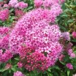 Spiraea japonicaFlower