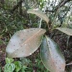 Sideroxylon borbonicum Leaf