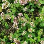 Origanum vulgareফুল