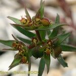 Euphorbia exigua Fruto