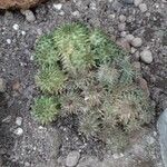 Euphorbia susannae Feuille