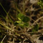 Medicago praecox ഇല