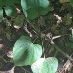 Dioscorea villosa Leaf