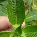 Ludwigia peruviana Hoja