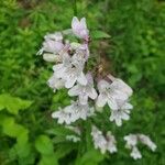 Penstemon digitalis Кветка