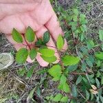 Prunus japonica 葉
