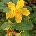 Hypericum calycinumVirág