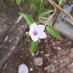 Cryptostegia grandiflora 花