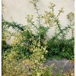 Erigeron canadensis Blomma