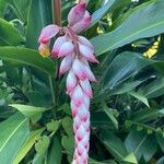 Alpinia zerumbet Flower