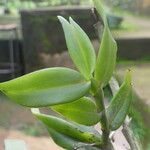 Angraecum angustipetalum Лист